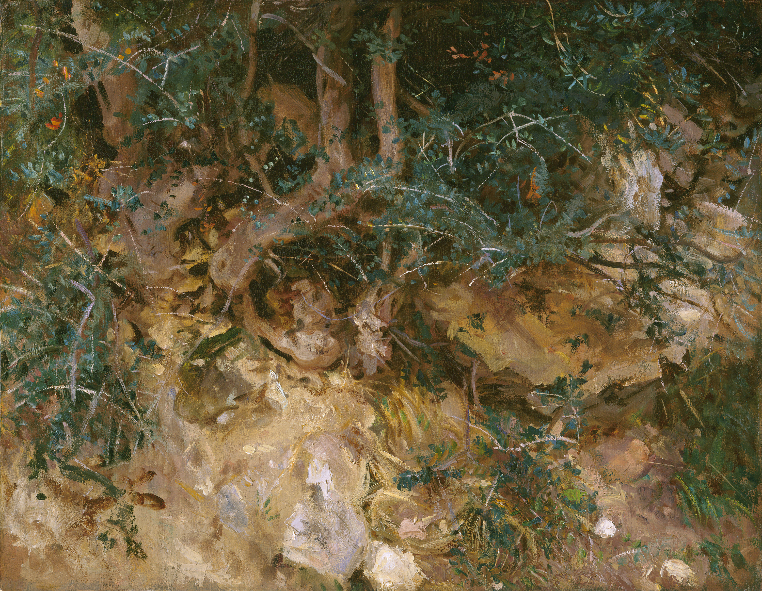 Gnarled wild olive tree roots grip a rocky hillside