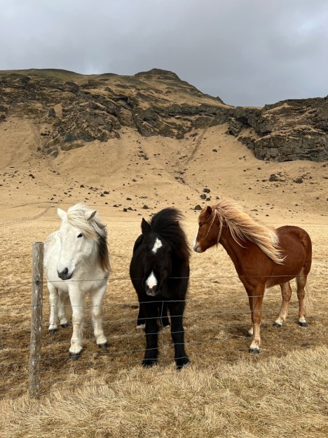 Three Icelandic horses standing together beneath a rocky hillside