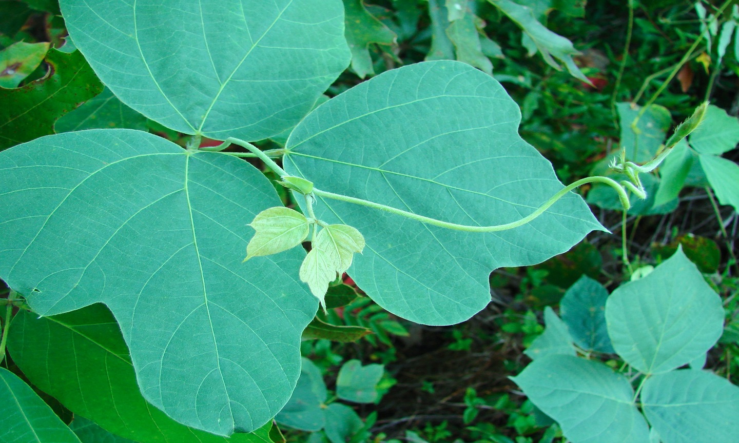 Kudzu vines covering trees and roadside vegetation