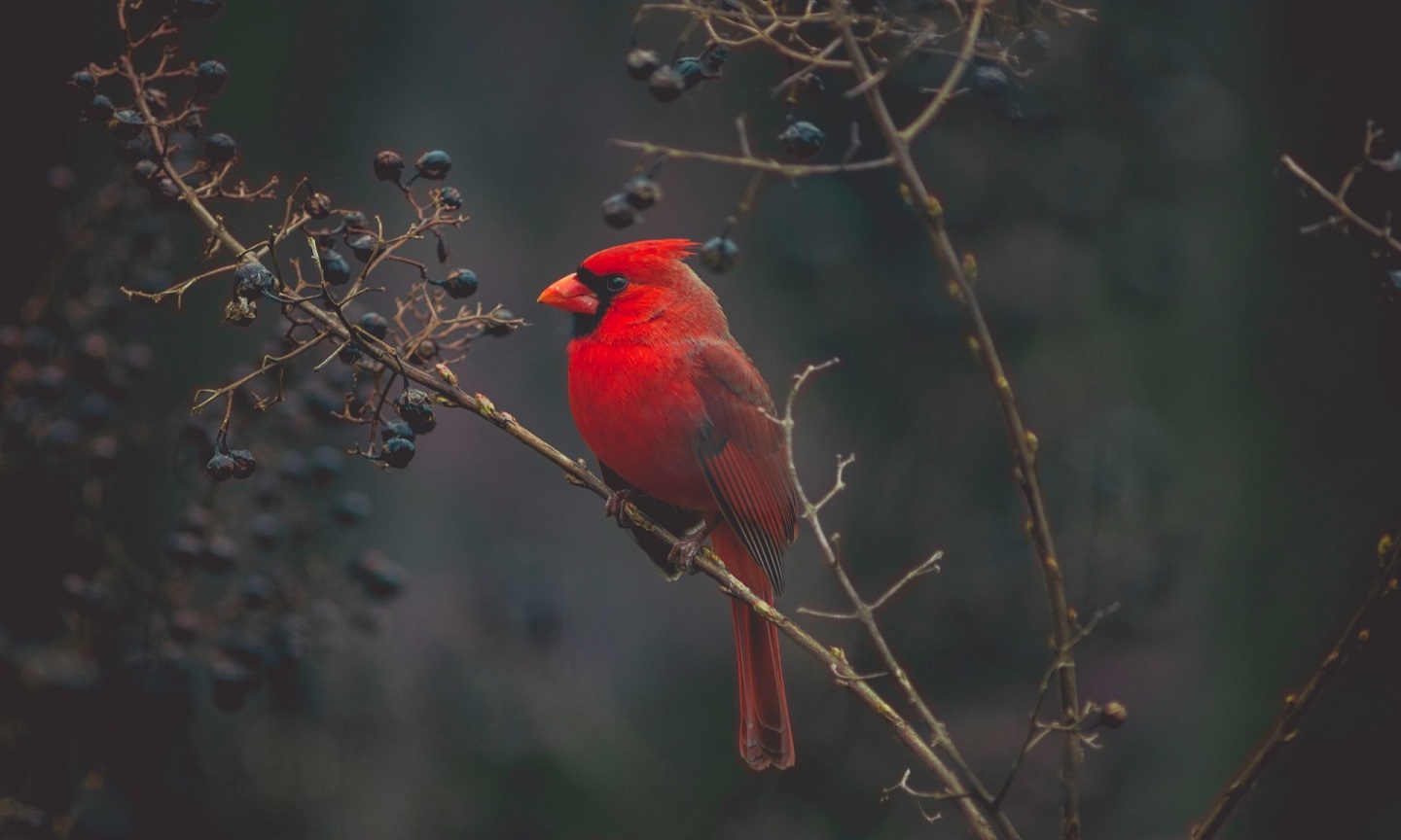 A red cardinal perched on a tree
