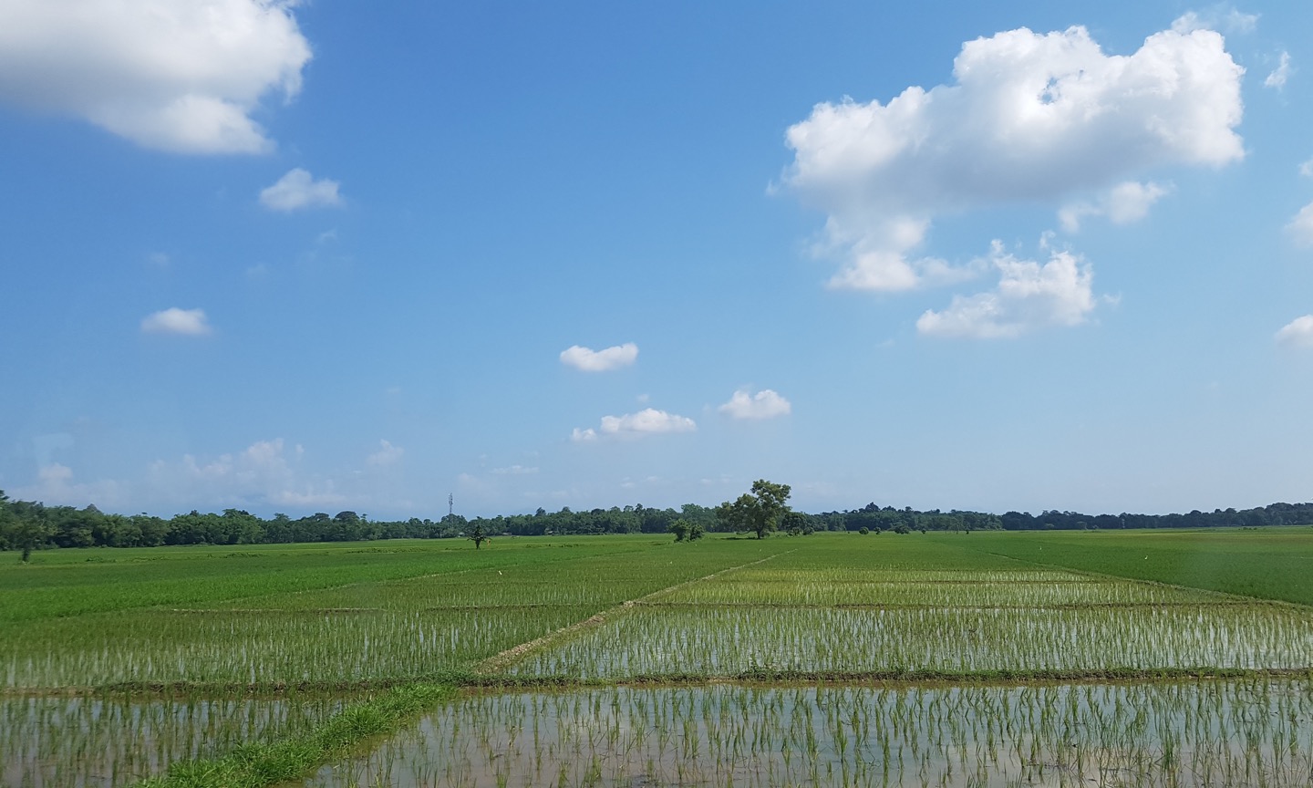 Freshly planted rice fields beneath a cloudy sky in Dibrugarh, Assam