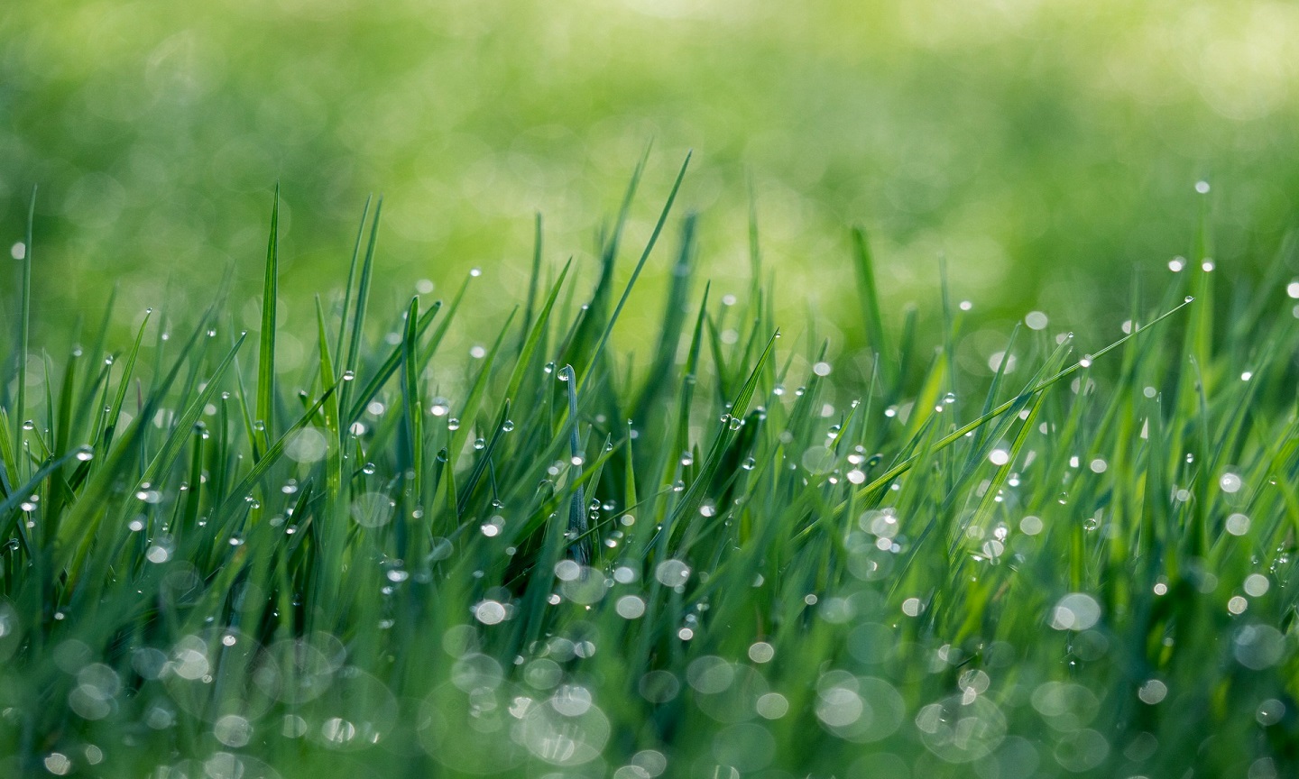 Fresh green grass in soft morning light