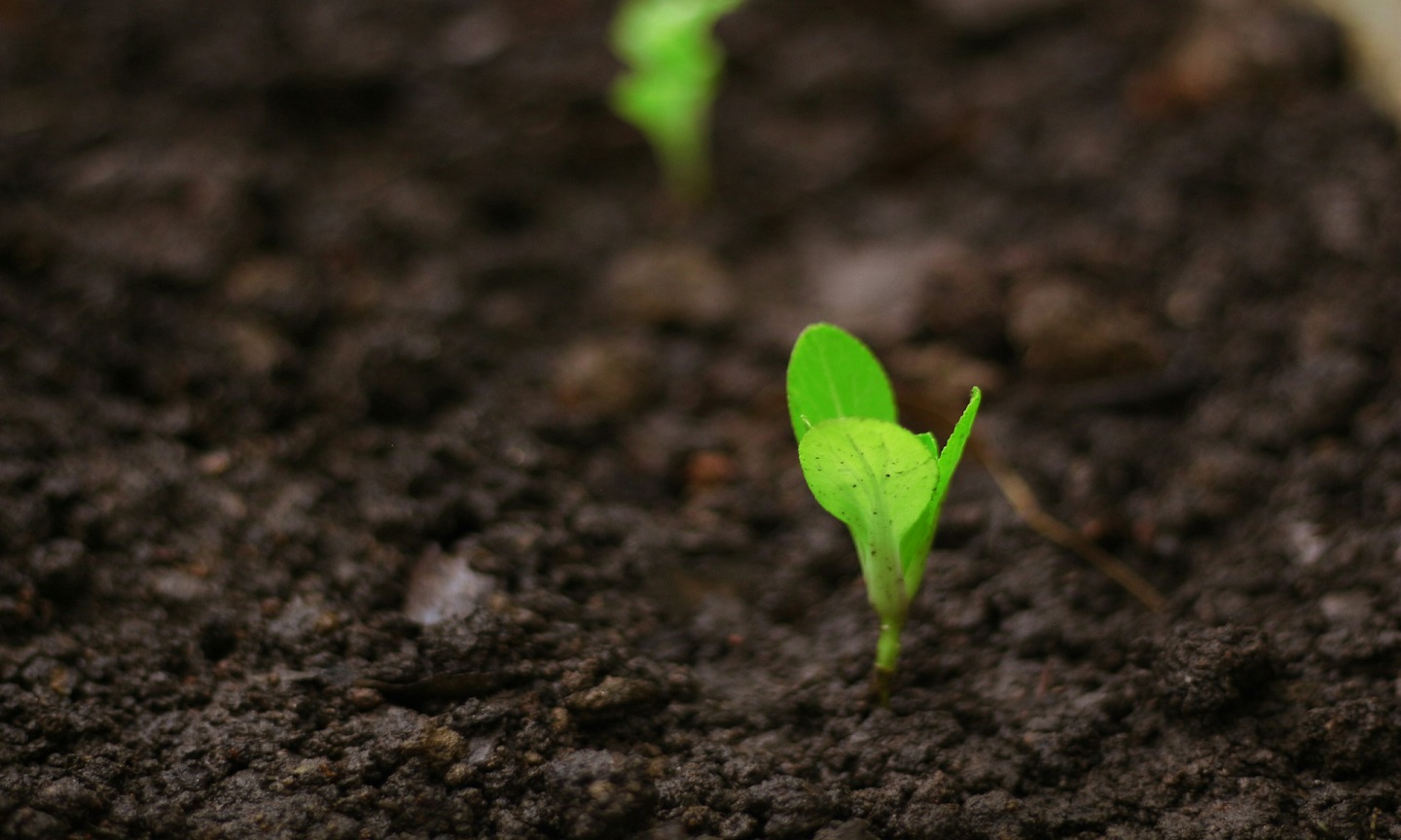 A small green seedling emerging from dark soil