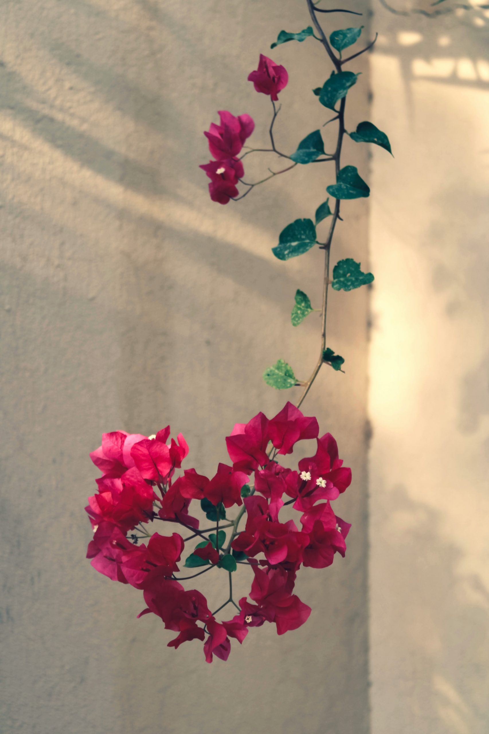  Bougainvillea 