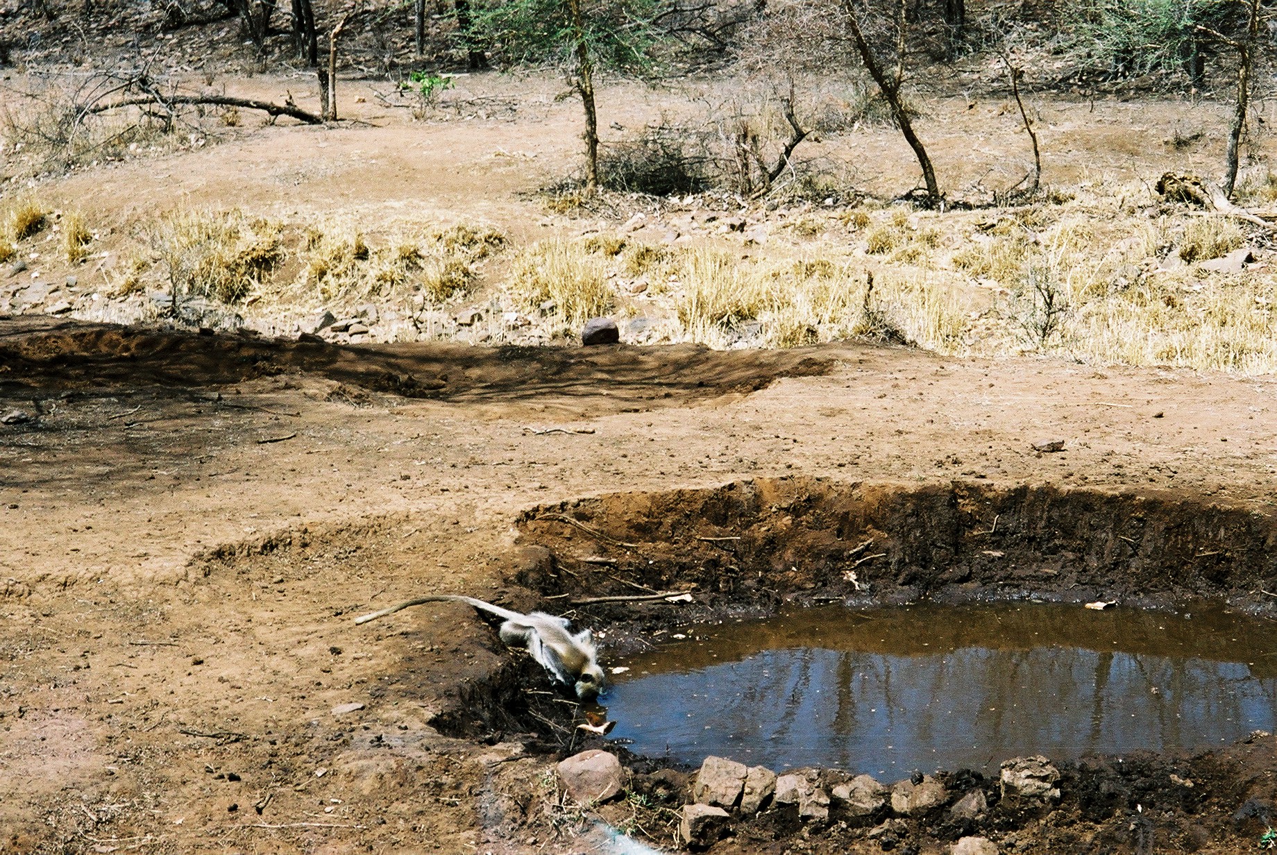 Image from Ranthambhore by Sanjay Asane